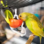 Budgerigar parakeet on her perch eating a cut tomato