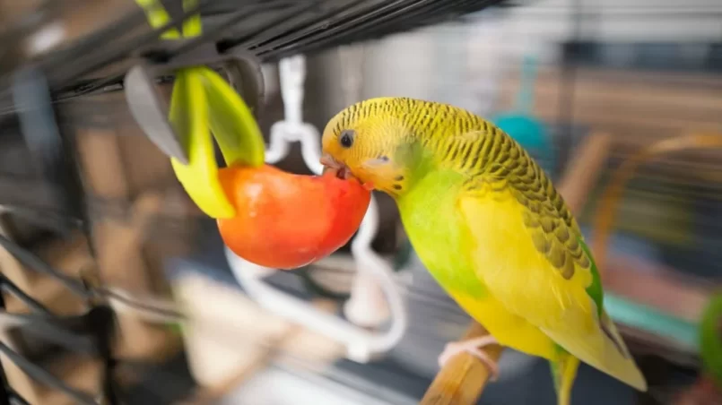 Budgerigar parakeet on her perch eating a cut tomato