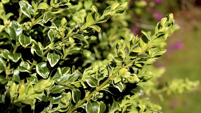 Buxus Sempervirens 'Variegata'