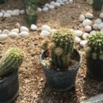 Cactus plants in pots