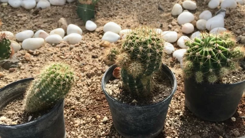 Cactus plants in pots