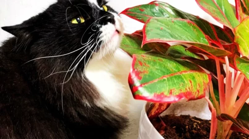 Cat and aglaonema plant