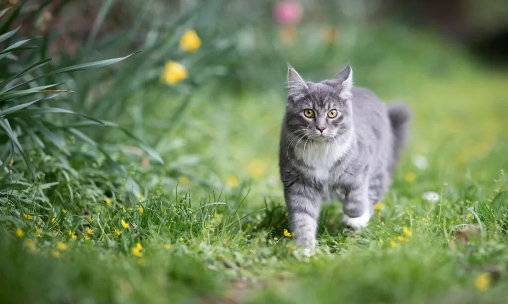 Cat in yard