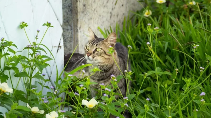 Cat near fowers