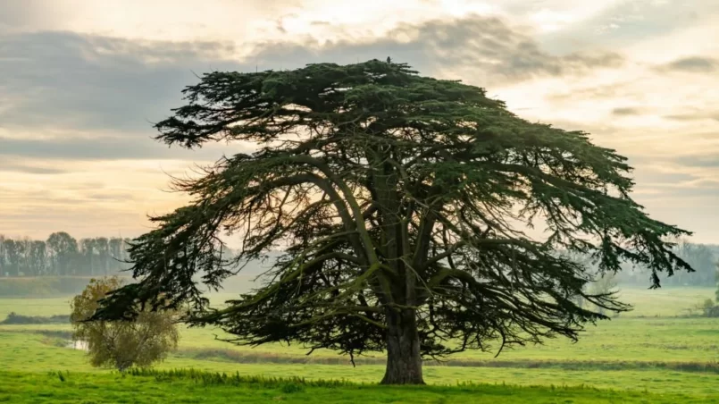 Cedar tree in the mist