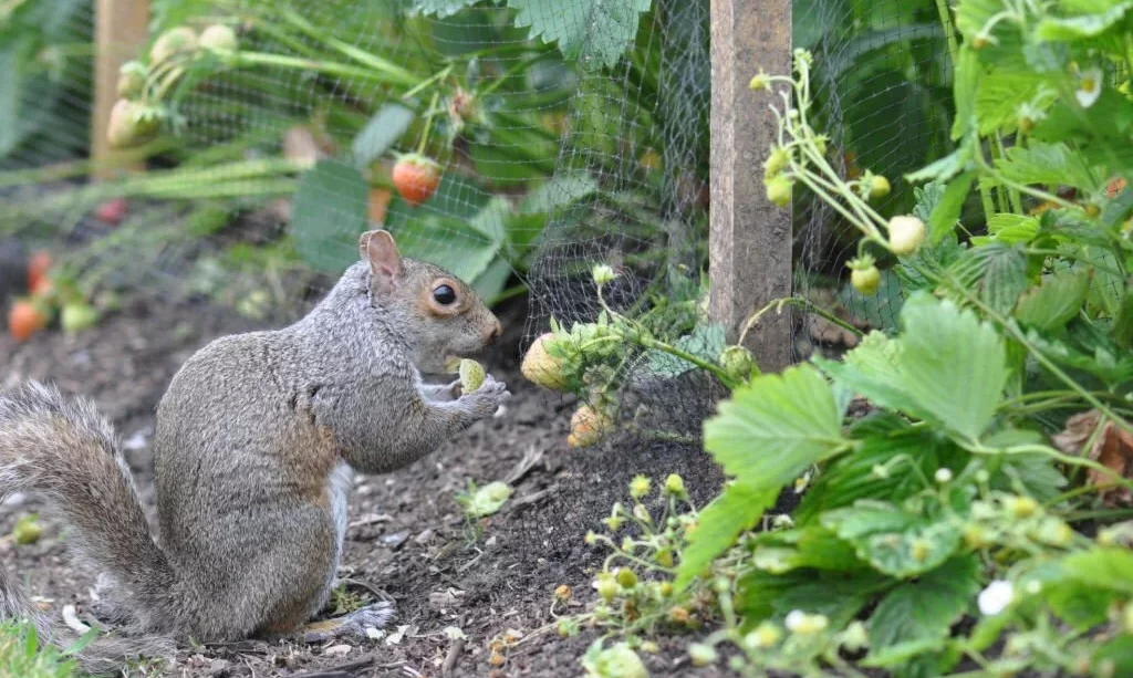 Cheeky squirrel eating strawberries from the vegetable patch