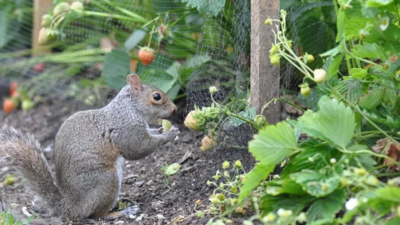 Cheeky squirrel eating strawberries from the vegetable patch