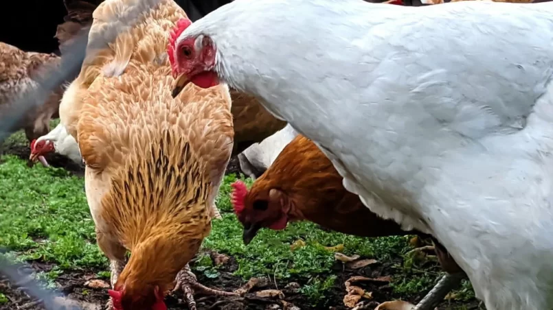 Chicken eating potato peels