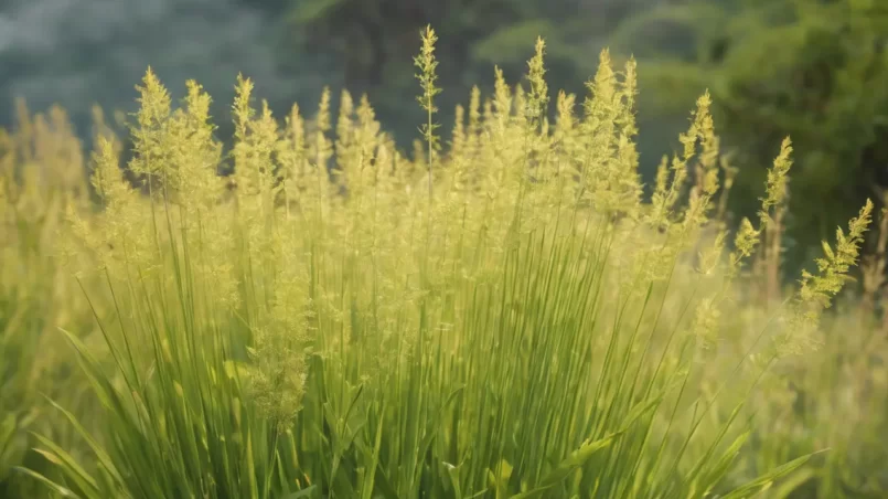 Citronella plant