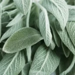 Clary Sage natural green leaves