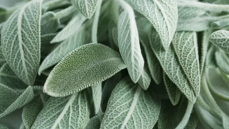 Clary Sage natural green leaves