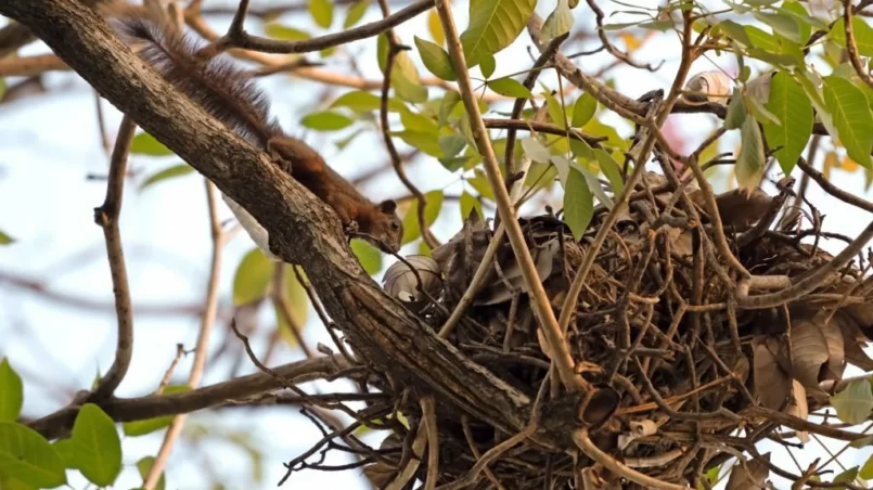 Close up Squirrel on The Branch Back to The Nest