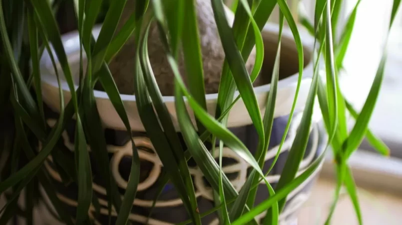 Close up of ponytail palm in the plant pot