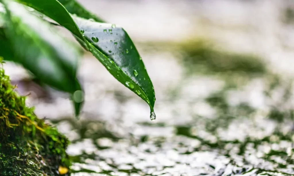 Close-up of water drops on leaves with water