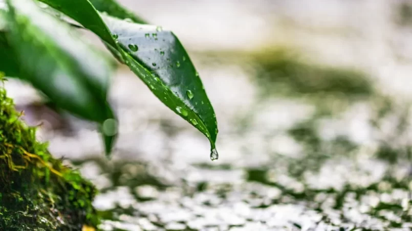 Close-up of water drops on leaves with water