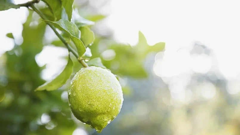 Close up of wet lime on branch