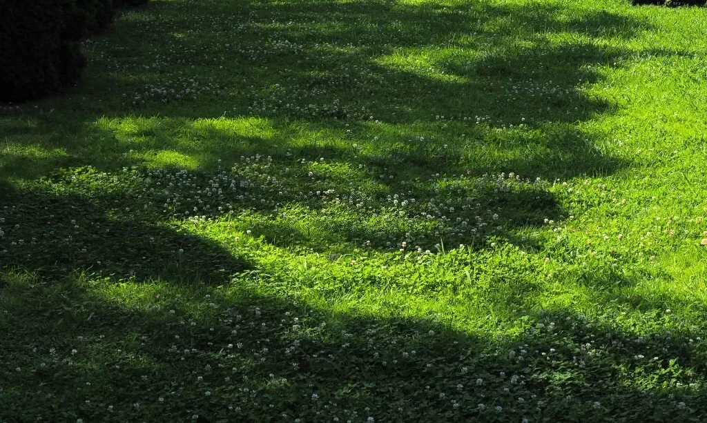 Clovers growing in shade
