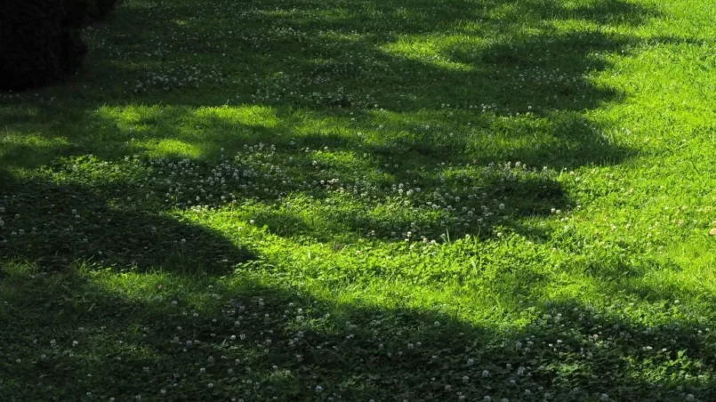 Clovers growing in shade