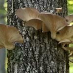 Cluster of oyster mushrooms (Pleurotus ostreatus) on dead tree