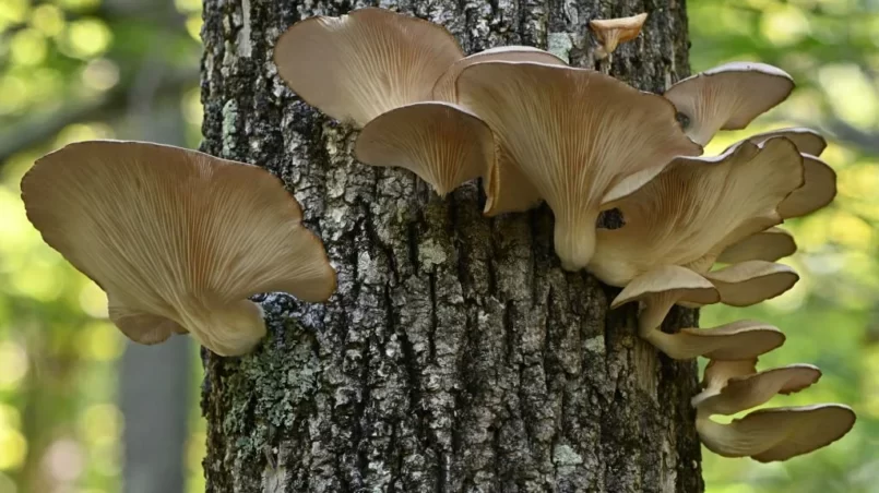 Cluster of oyster mushrooms (Pleurotus ostreatus) on dead tree