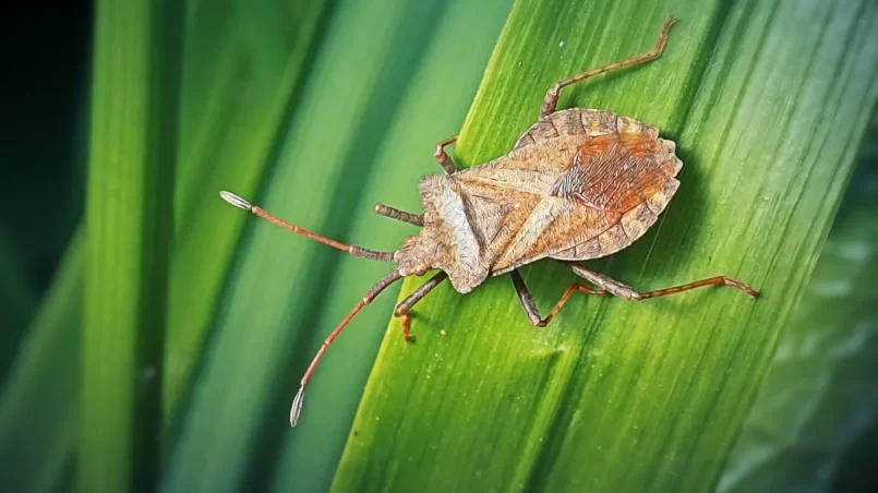 Coreus marginatus Dock Bug