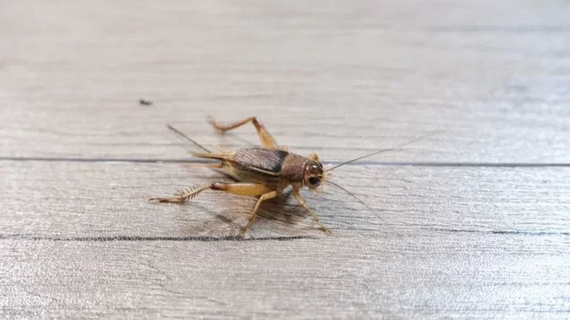 Cricket on the floor