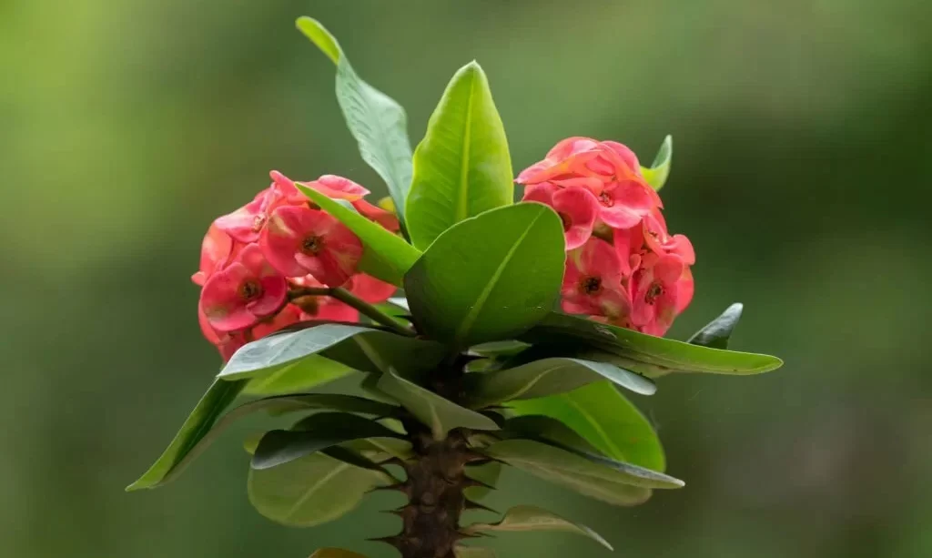 Crown of thorns plant with flowers