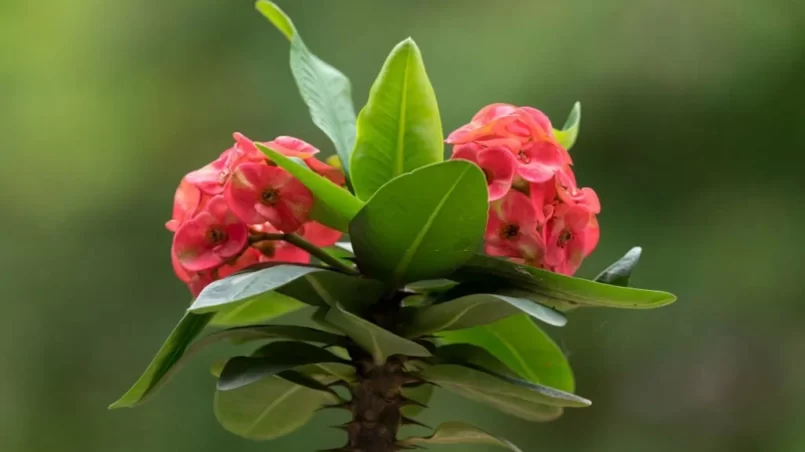 Crown of thorns plant with flowers