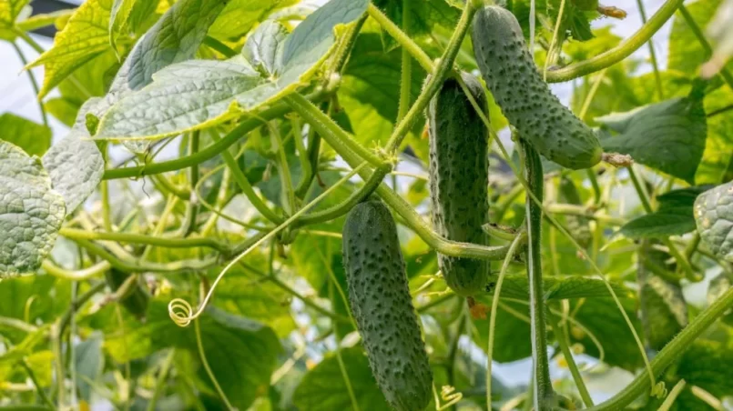 Cucumbers growing in the greenhouse