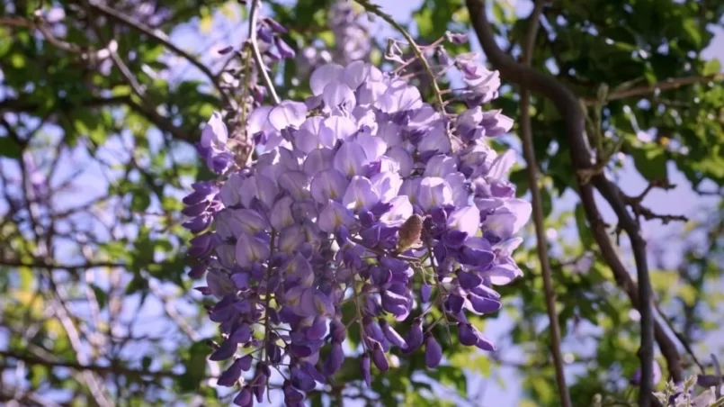 Decorative acacia hanging from a tree branch