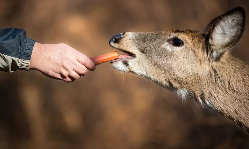 Deer Eating Carrots