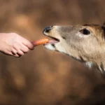 Deer Eating Carrots