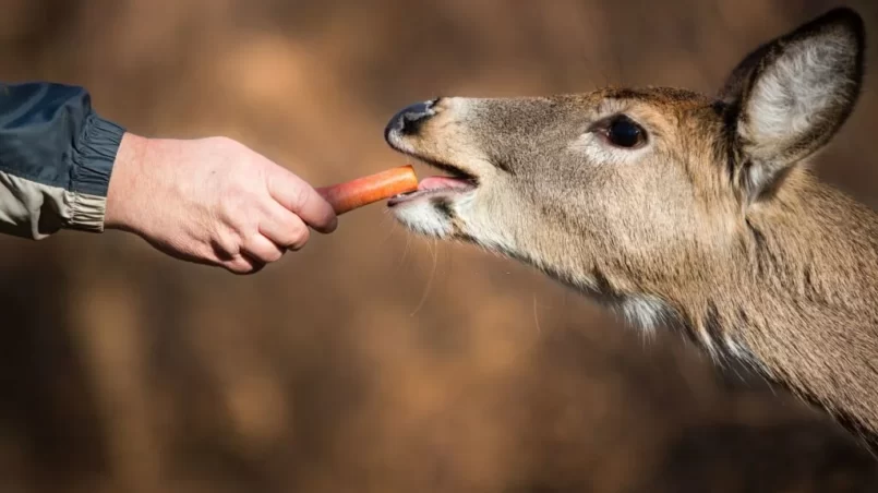 Deer Eating Carrots