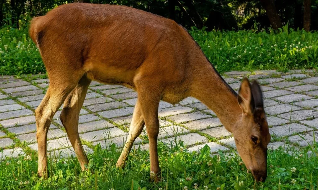 Deer eating clovers