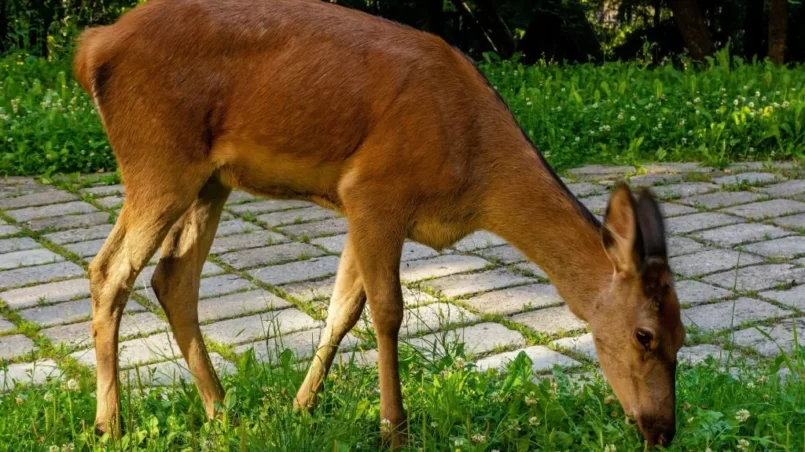 Deer eating clovers