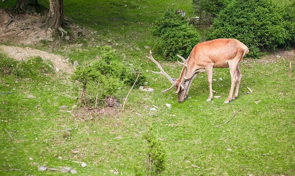 Deer eating something on grass