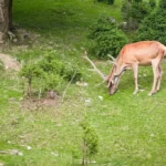 Deer eating something on grass