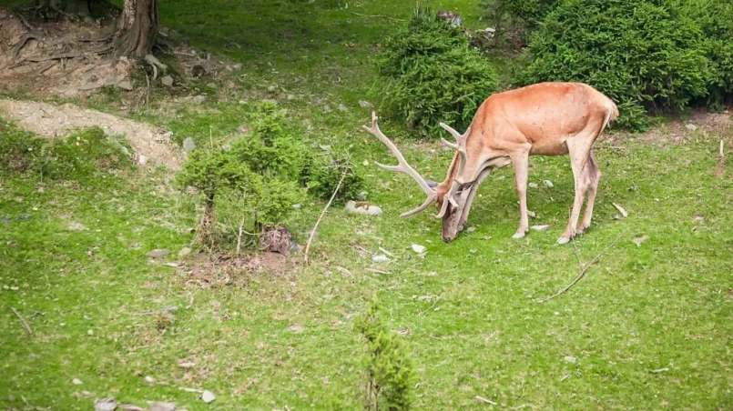 Deer eating something on grass