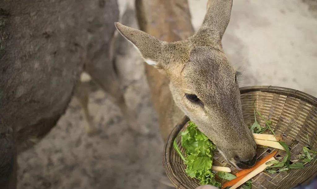 Deer eating vegetables