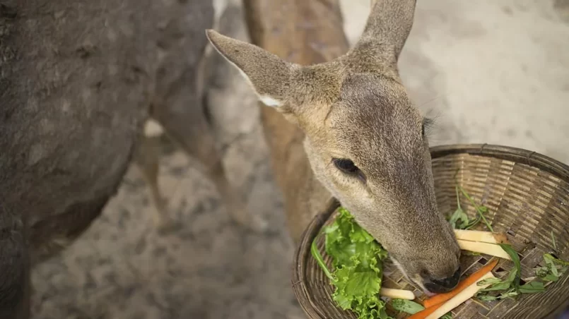 Deer eating vegetables