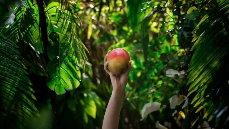 Delicious mango in tropical rainforest