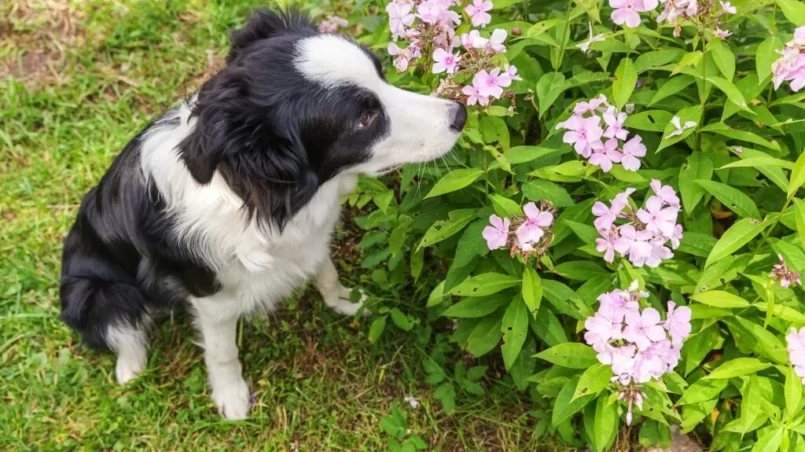 Dog near butterfly bush