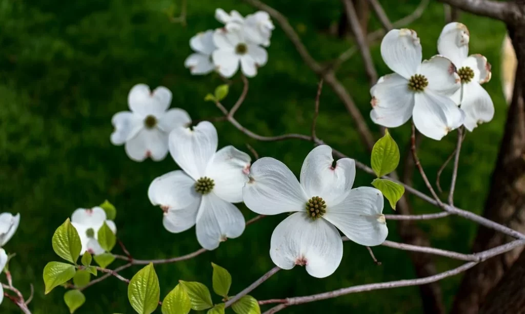 Dogwood flowers in spring