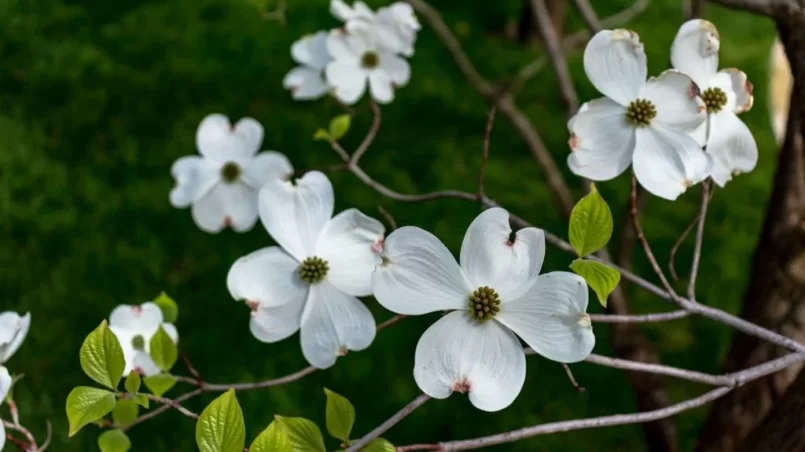 Dogwood flowers in spring