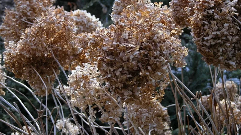 Dried Hydrangea