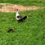 Ducks and cubs in the grass