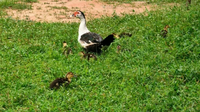 Ducks and cubs in the grass