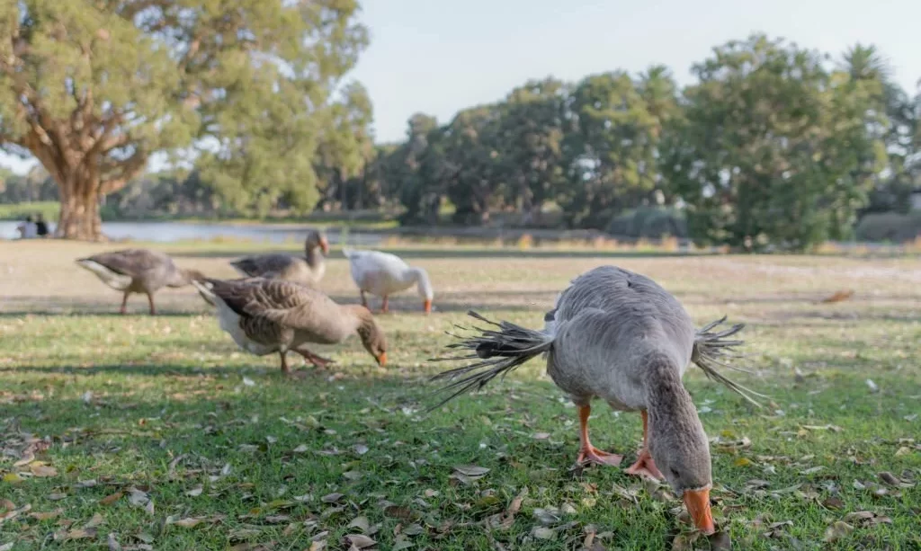 Ducks on grass