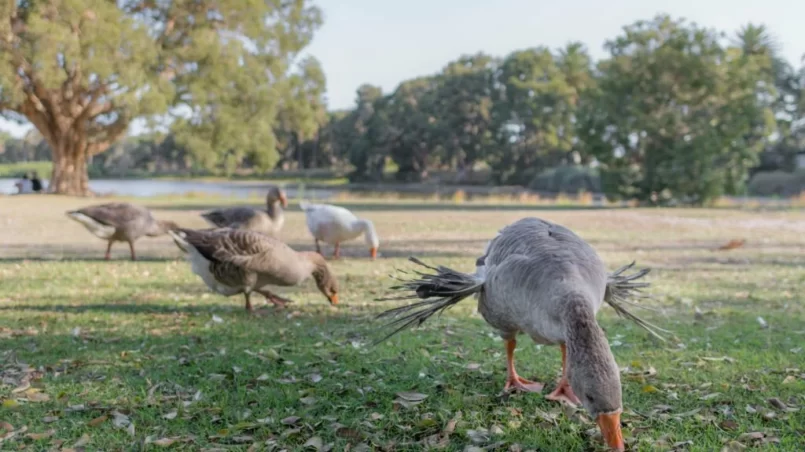 Ducks on grass