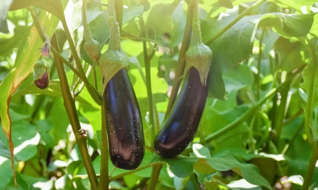 Eggplants in the garden